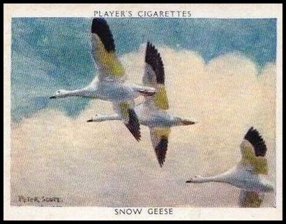 21 Lesser Snow Goose